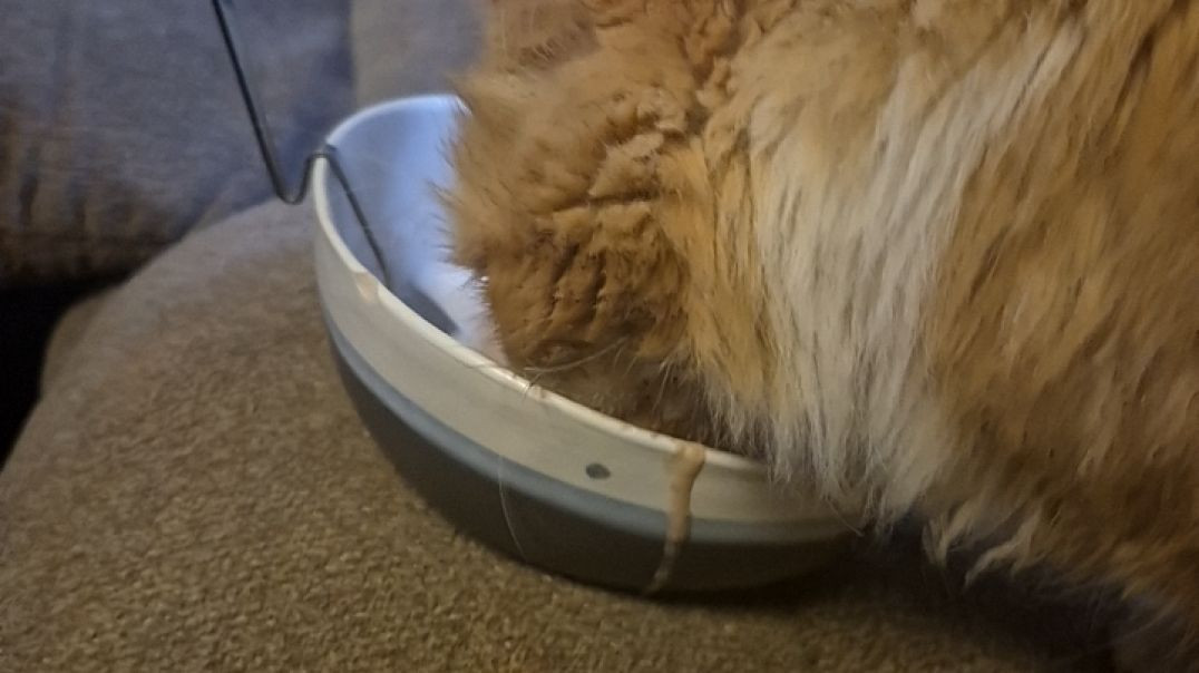 Sherbert Eating